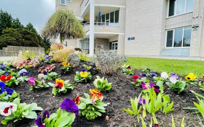 Akcija „Papuoškime mokyklos aplinką našlaičių žiedais”