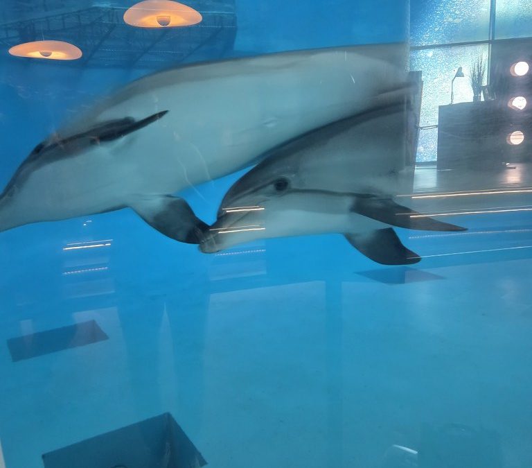 Ar žinai, kaip „mato“ delfinai?